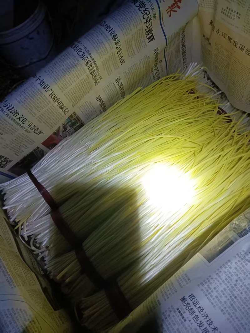 山东精品蒜黄自家种植一手货源日产10吨欢迎选购