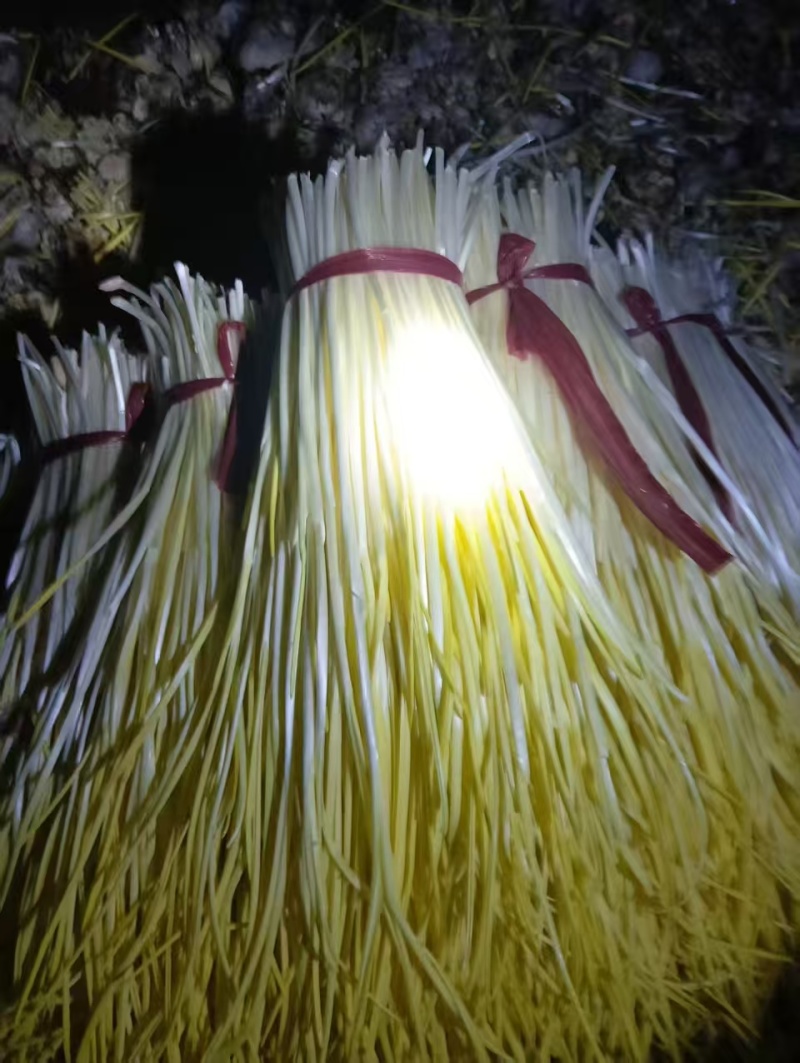 山东精品蒜黄自家种植一手货源日产10吨欢迎选购