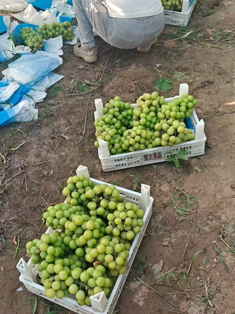 葡萄，砀山县千亩阳光玫瑰葡萄基地欢迎你来合作共赢