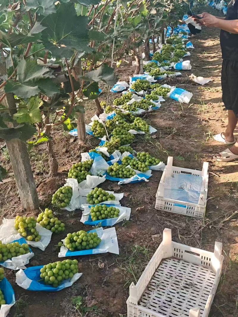 葡萄，砀山县千亩阳光玫瑰葡萄基地欢迎你来合作共赢