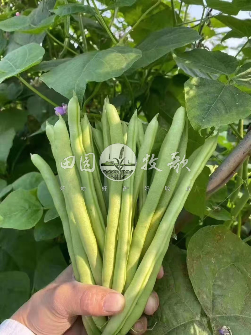 红亮38号玉豆四季豆种子
