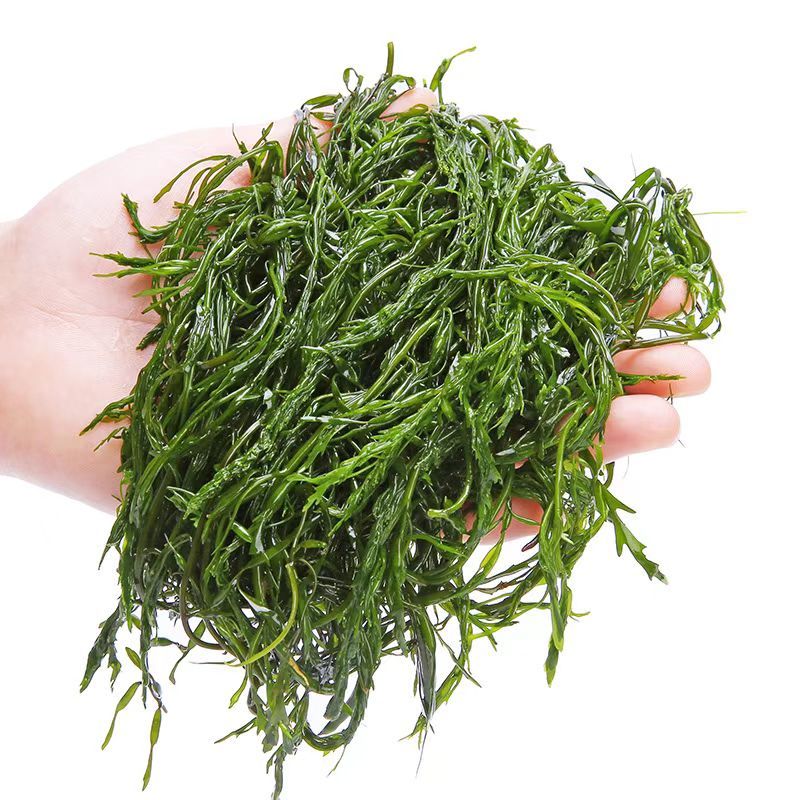 霞浦鞭炮笋新鲜海藻火锅拌凉菜海草火炮菜长寿菜盐渍马尾藻脆