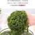 霞浦鞭炮笋新鲜海藻火锅拌凉菜海草火炮菜长寿菜盐渍马尾藻脆