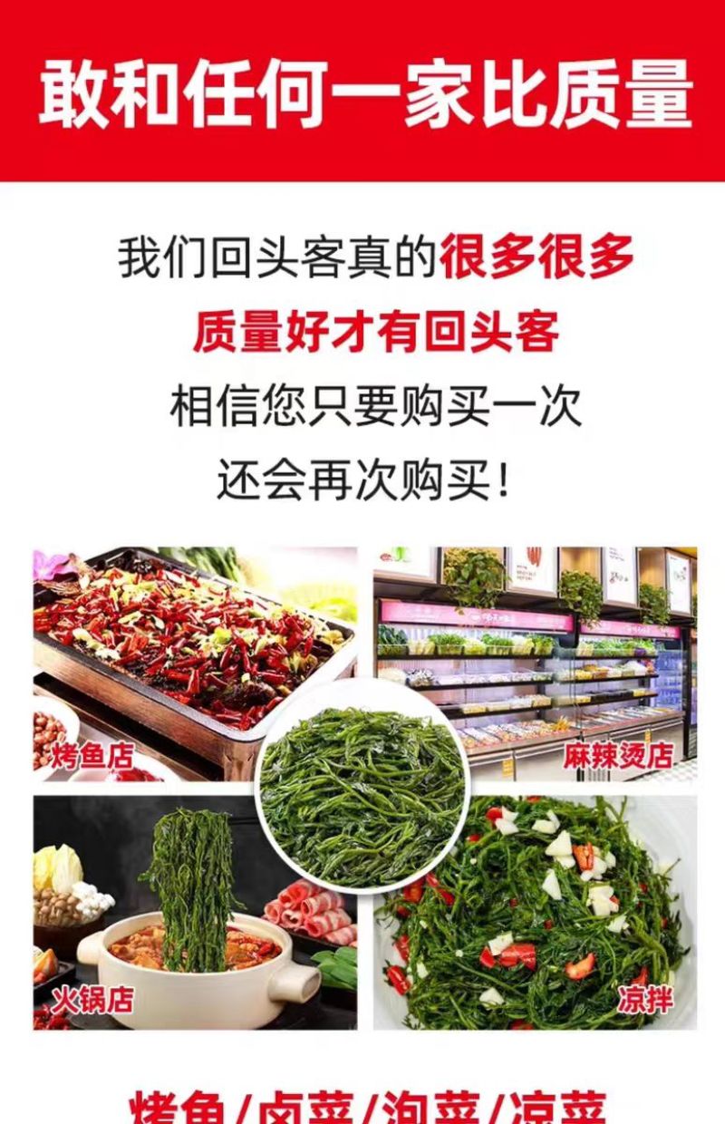霞浦鞭炮笋新鲜海藻火锅拌凉菜海草火炮菜长寿菜盐渍马尾藻脆
