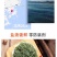 福建霞浦盐渍龙须菜海菜绿藻海藻丝海发菜海草凉拌菜火锅食材