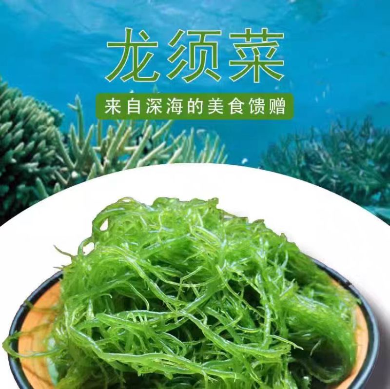 福建霞浦盐渍龙须菜海菜绿藻海藻丝海发菜海草凉拌菜火锅食材