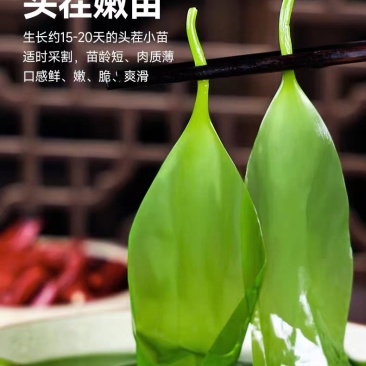 福建霞浦海带苗散装嫩苗10斤装特产新鲜酒店排档快餐店海带