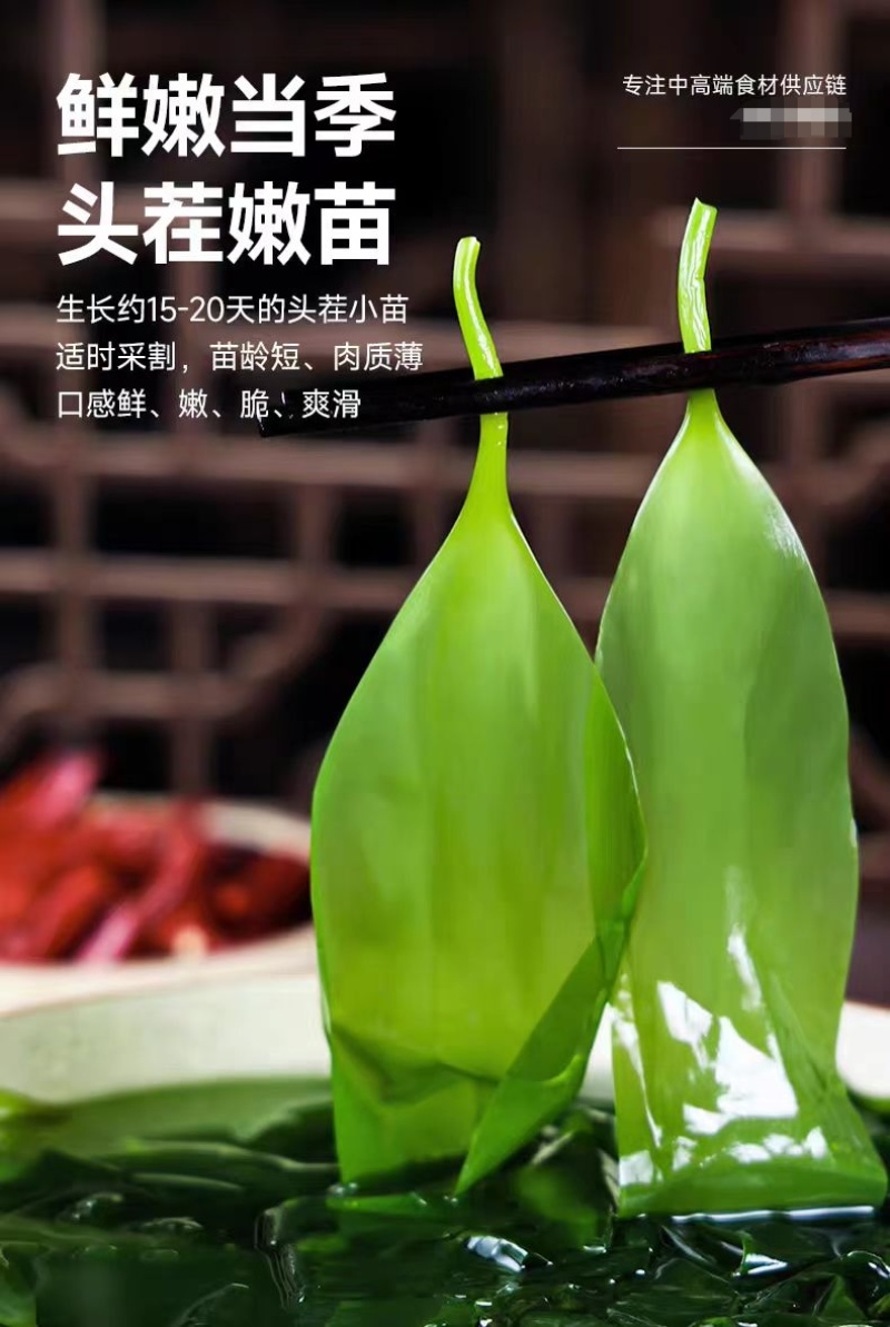 福建霞浦海带苗散装嫩苗10斤装特产新鲜酒店排档快餐店海带