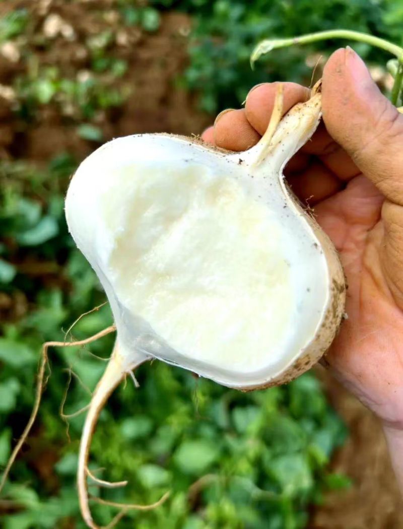 湖北凉薯豆薯基地一手货源全国发货对接电商市场商超