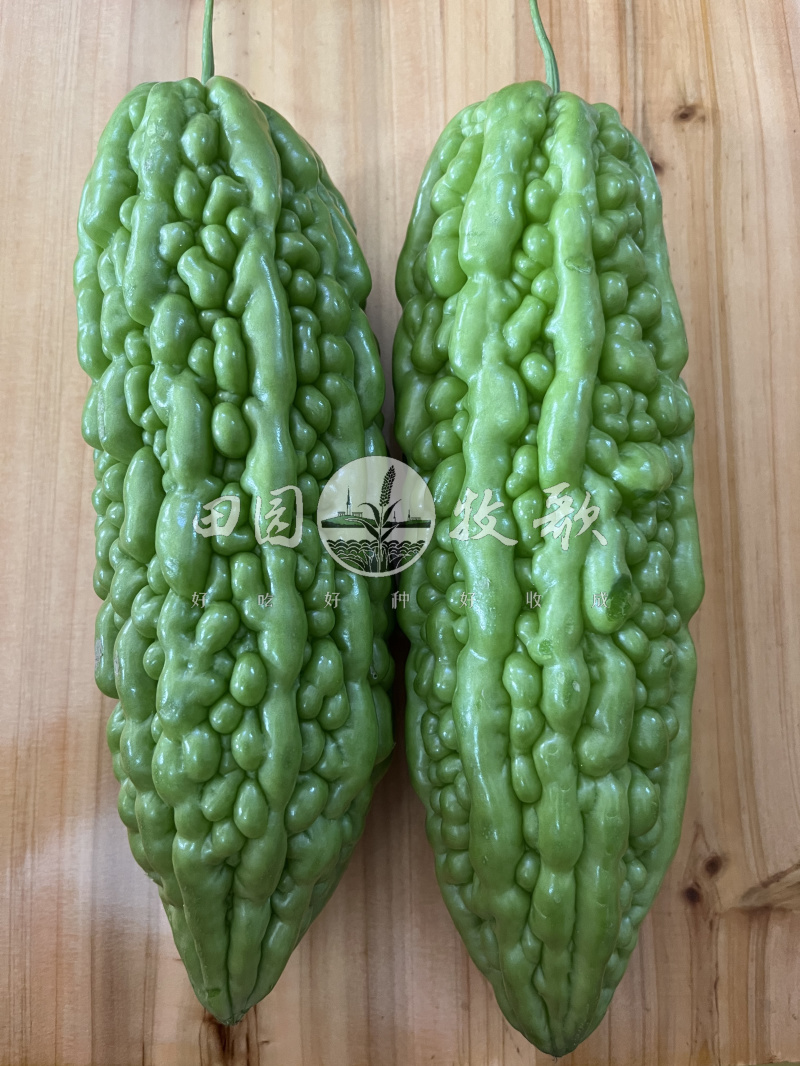 碧玺假珍珠苦瓜种子