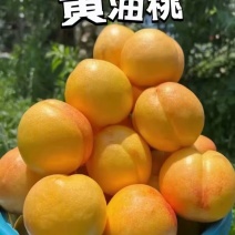辽宁精品黄油桃一手货源产地直发，量大价优欢迎咨询