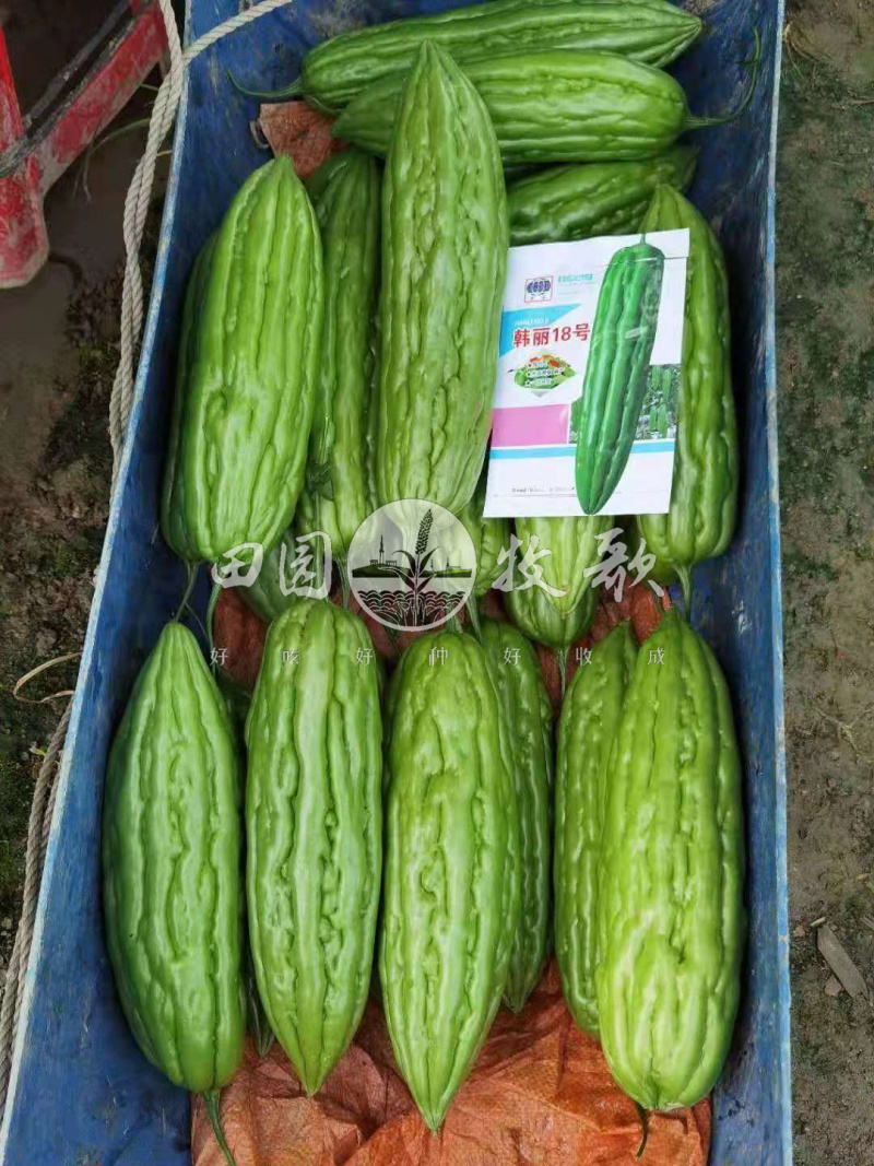 韩丽18号油瓜苦瓜种子