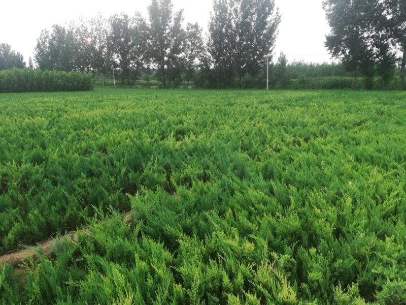 河北精品柏树沙地柏工程用苗30-80厘米营业杯量大价优