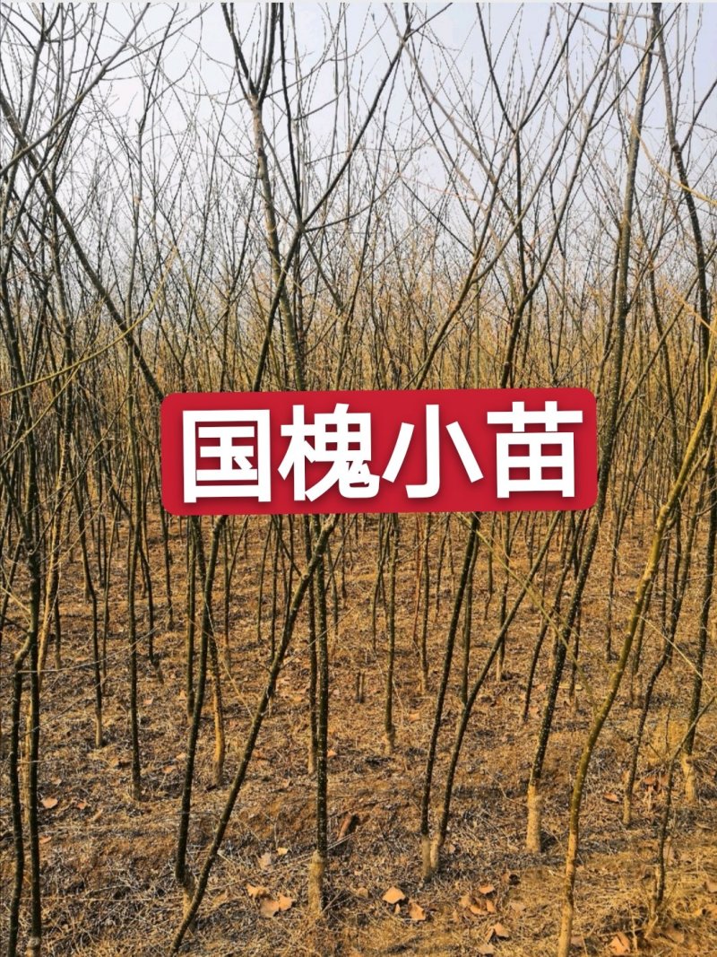 河北槐树国槐2—8厘米，10万棵苗场直供可视频看货
