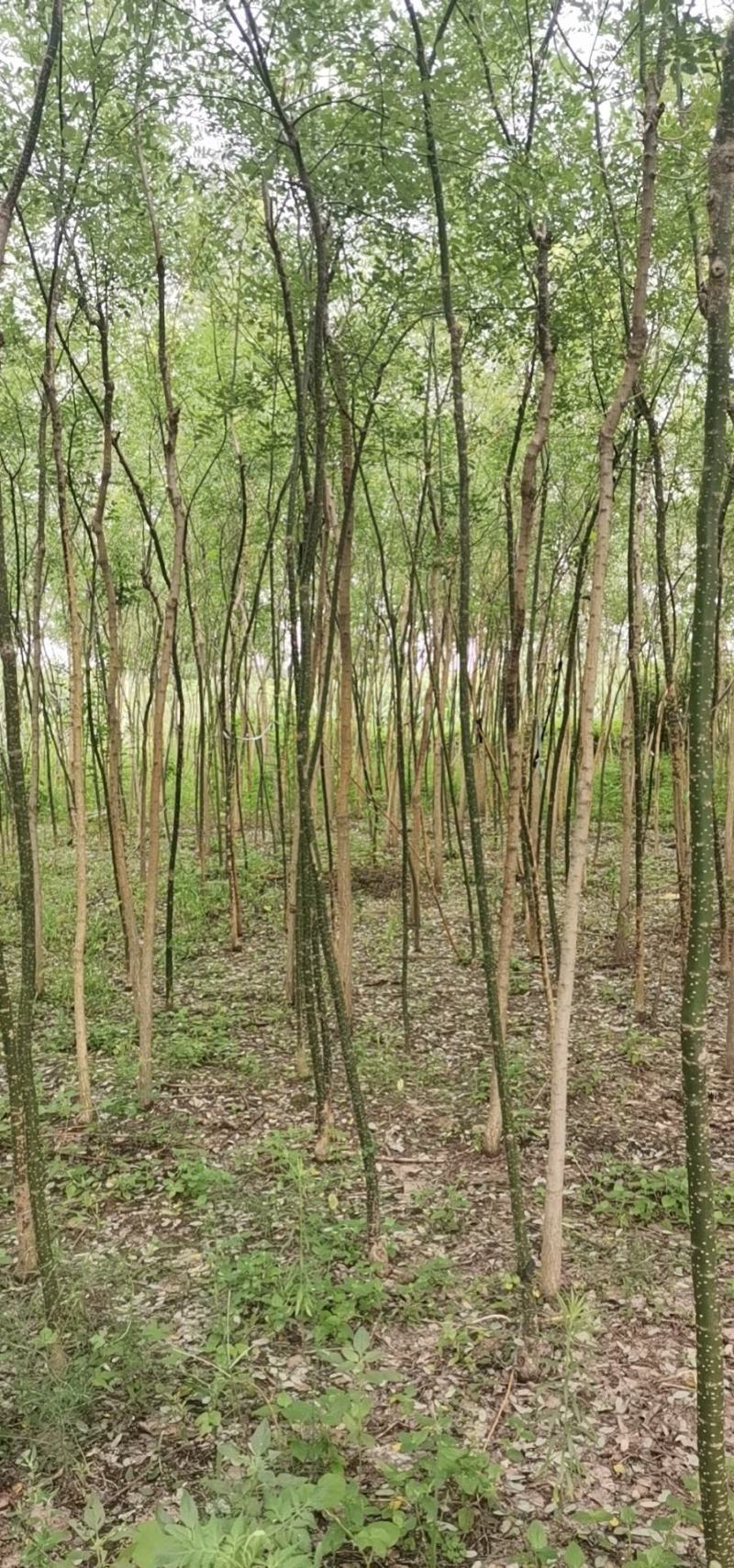 河北槐树国槐2—8厘米，10万棵苗场直供可视频看货