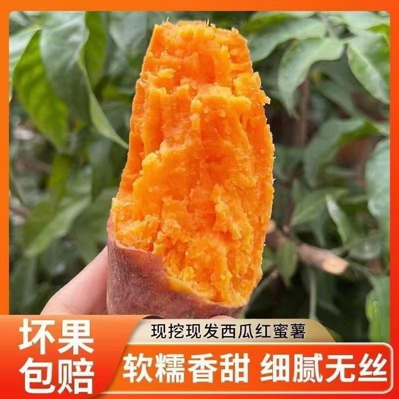 云南西瓜红