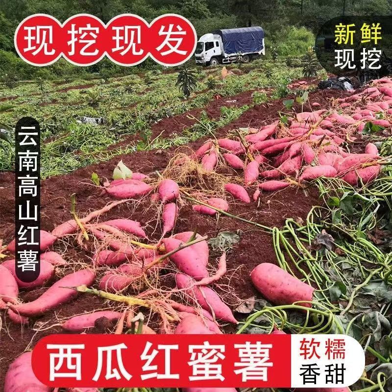 云南西瓜红
