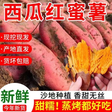 云南高山蜜薯