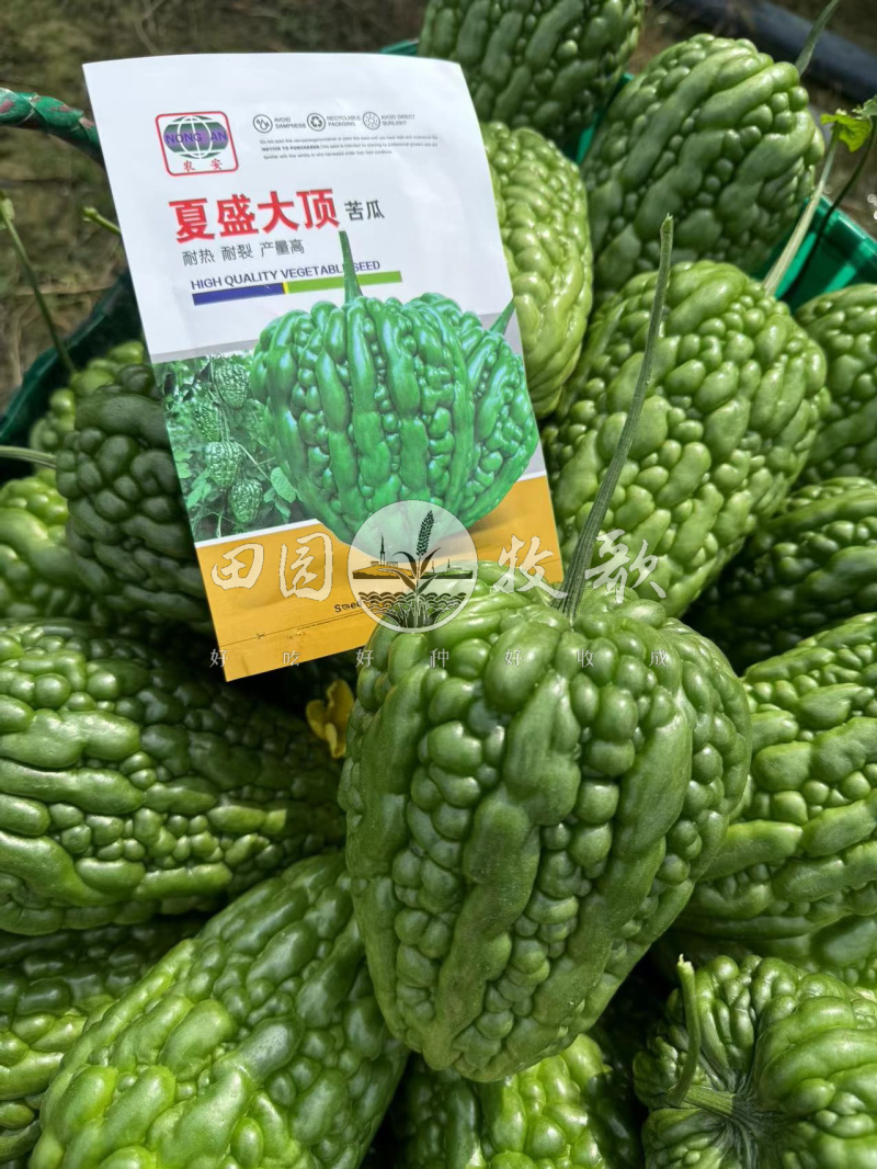 夏盛大顶苦瓜种子