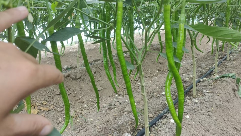 河南商丘辣椒精品线椒基地一手货源全国发货保证质量