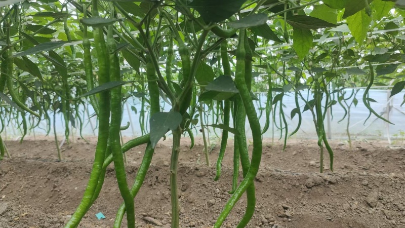 河南商丘辣椒精品线椒基地一手货源全国发货保证质量
