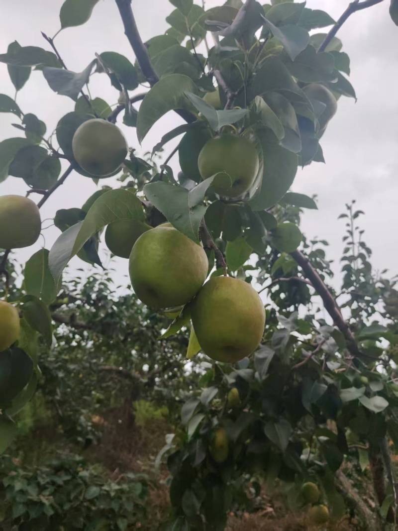 辽宁精品玉露香梨一手货源产地直发量大价优