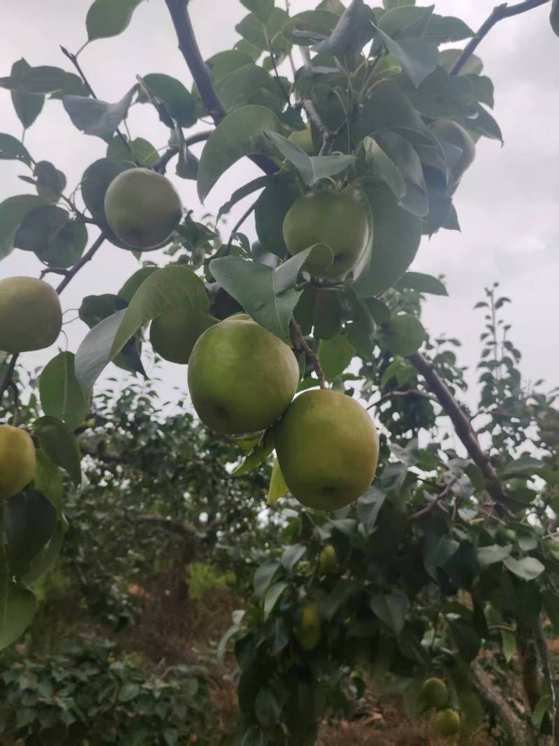 辽宁精品玉露香梨一手货源产地直发量大价优