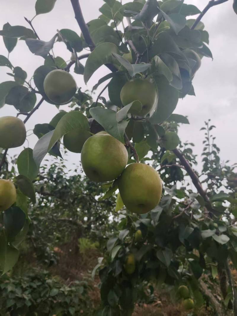 辽宁精品玉露香梨一手货源产地直发量大价优
