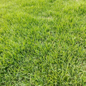 中华结缕草，马尼拉，黑麦草，天堂草，量大从优