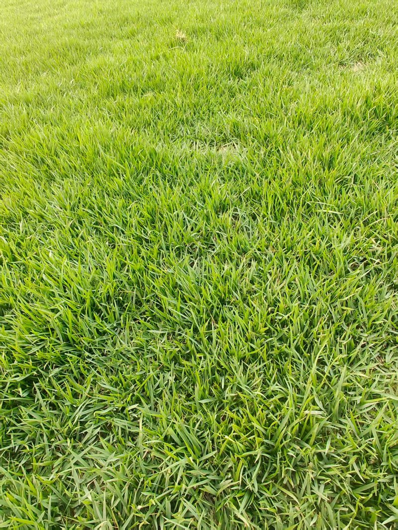 中华结缕草，马尼拉，黑麦草，天堂草，量大从优