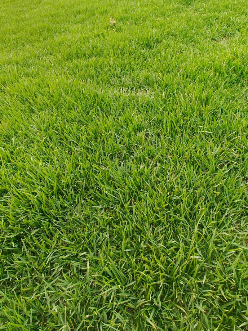 中华结缕草，马尼拉，黑麦草，天堂草，量大从优