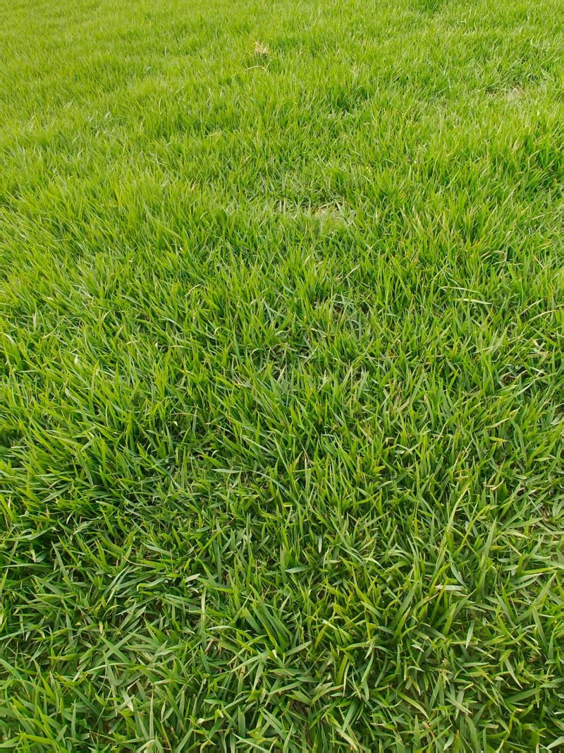 中华结缕草，马尼拉，黑麦草，天堂草，量大从优