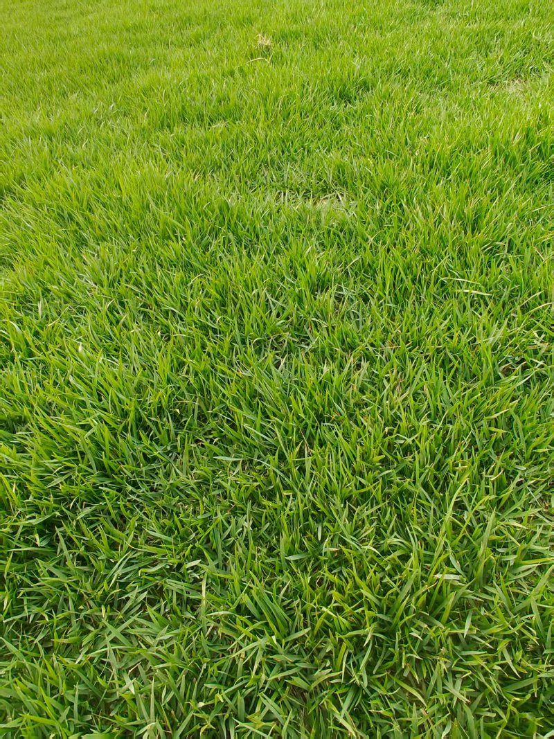 中华结缕草，马尼拉，黑麦草，天堂草，量大从优
