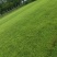 中华结缕草，马尼拉，黑麦草，天堂草，量大从优