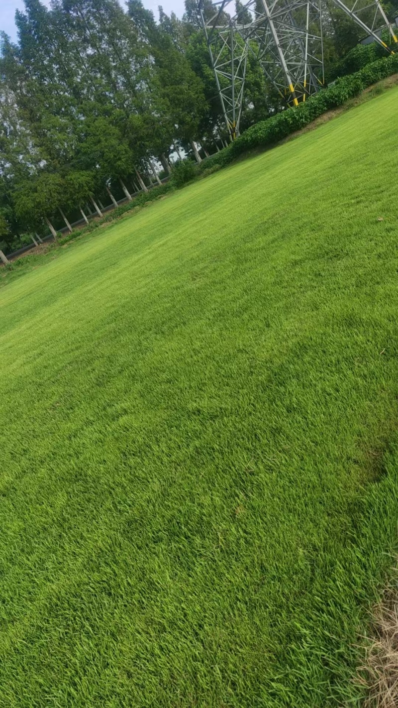 中华结缕草，马尼拉，黑麦草，天堂草，量大从优