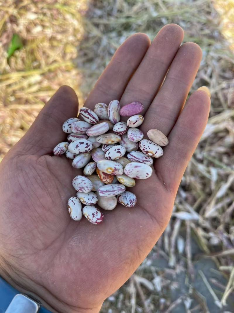 甘肃芸豆花芸豆一手货源对接电商市场商超可视频看货