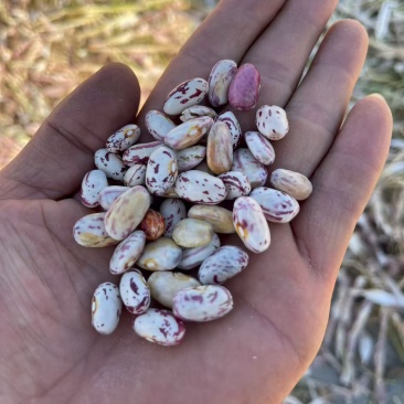 甘肃芸豆花芸豆一手货源对接电商市场商超可视频看货