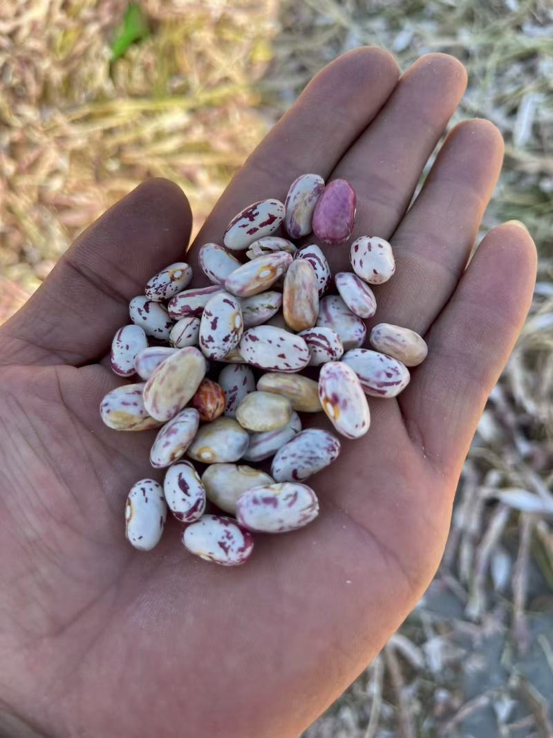 甘肃芸豆花芸豆一手货源对接电商市场商超可视频看货