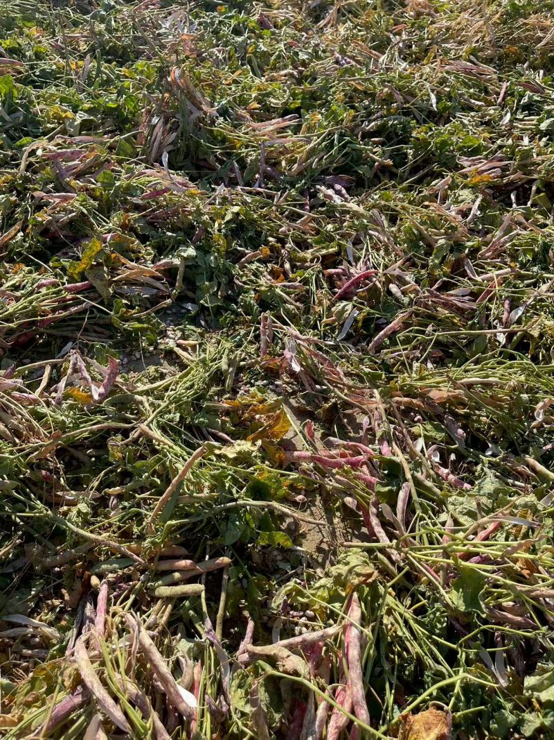 甘肃芸豆花芸豆一手货源对接电商市场商超可视频看货