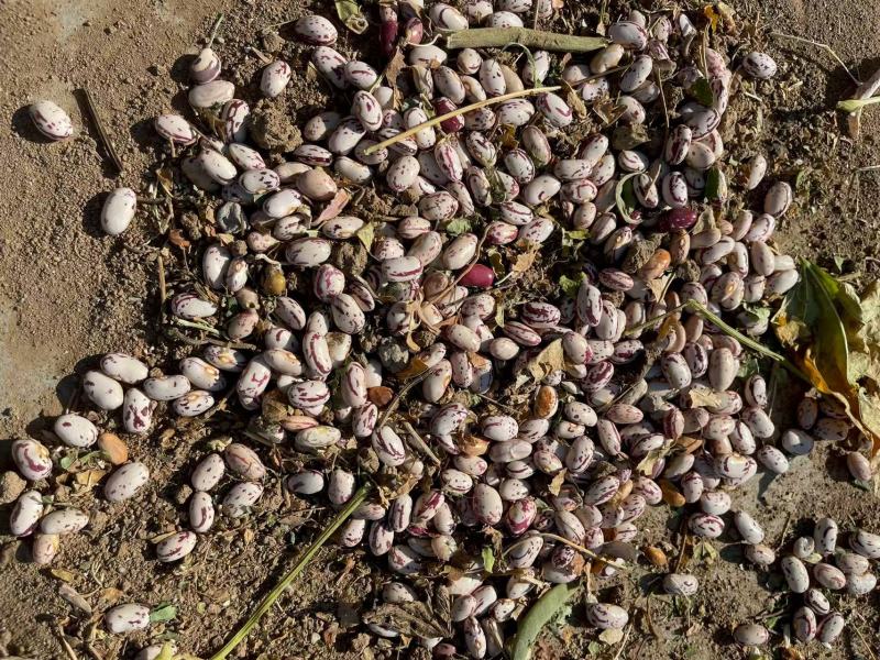 甘肃芸豆花芸豆一手货源对接电商市场商超可视频看货