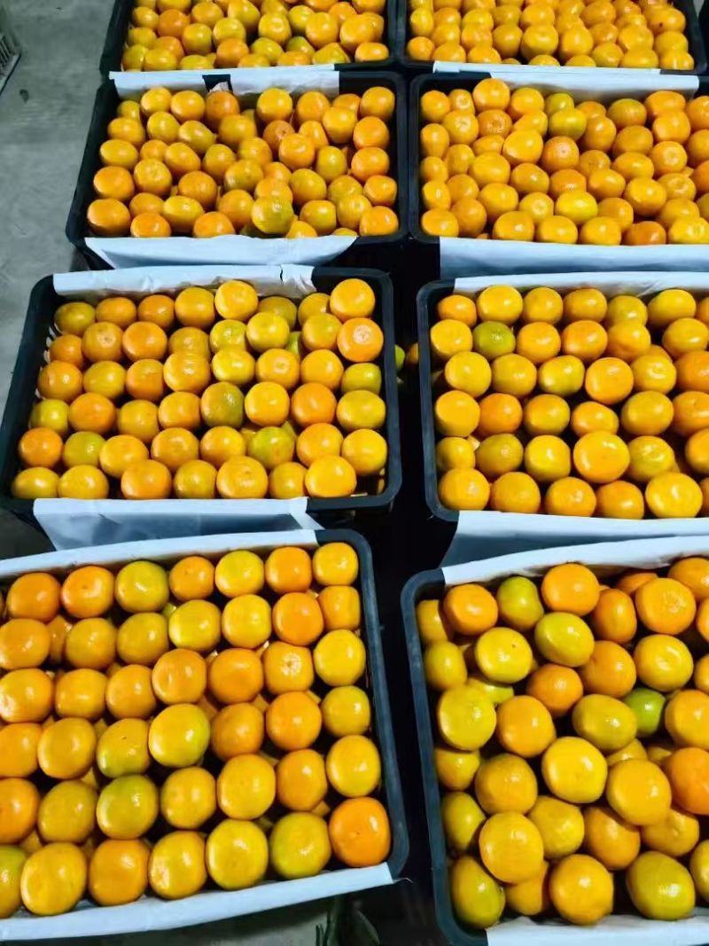 湖北精品蜜橘大量上市基地直供质量保证全国发货欢迎订购