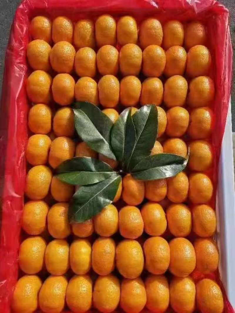 湖北精品蜜橘大量上市基地直供质量保证全国发货欢迎订购