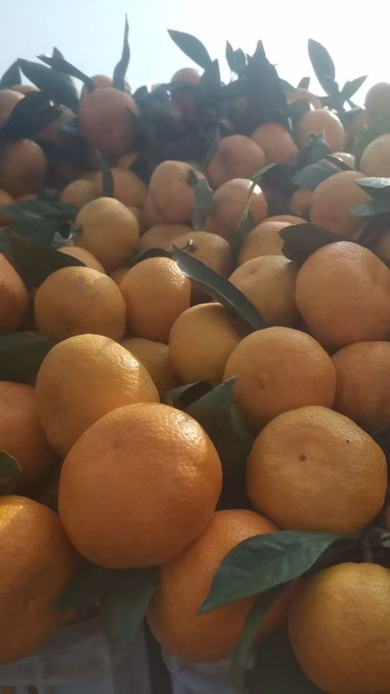 湖北精品蜜橘大量上市基地直供质量保证全国发货欢迎订购