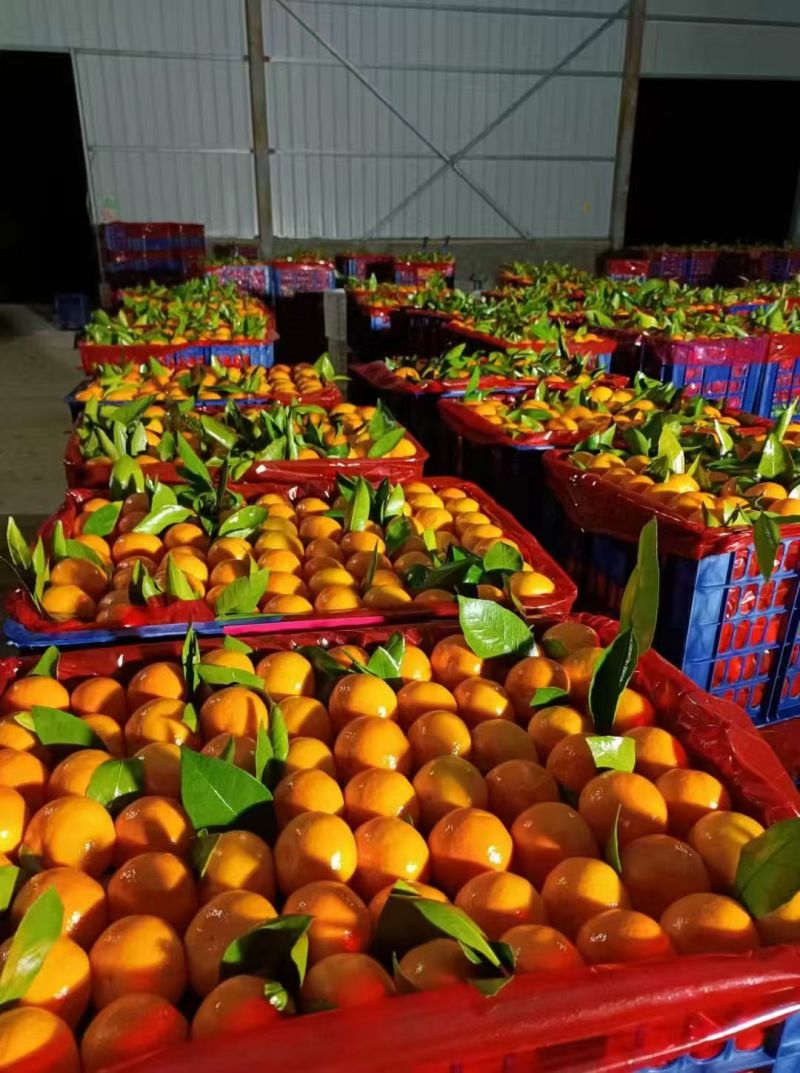 湖北精品蜜橘大量上市基地直供质量保证全国发货欢迎订购