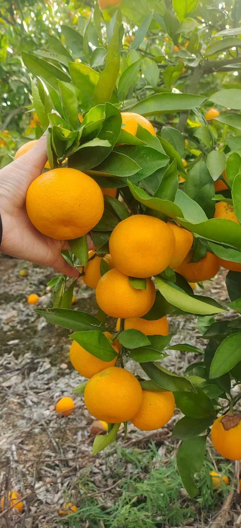 湖北精品蜜橘大量上市基地直供质量保证全国发货欢迎订购