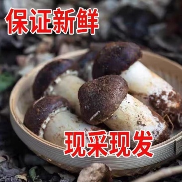 精品赤松茸，品质保证，价格优惠，产地直发，欢迎选购