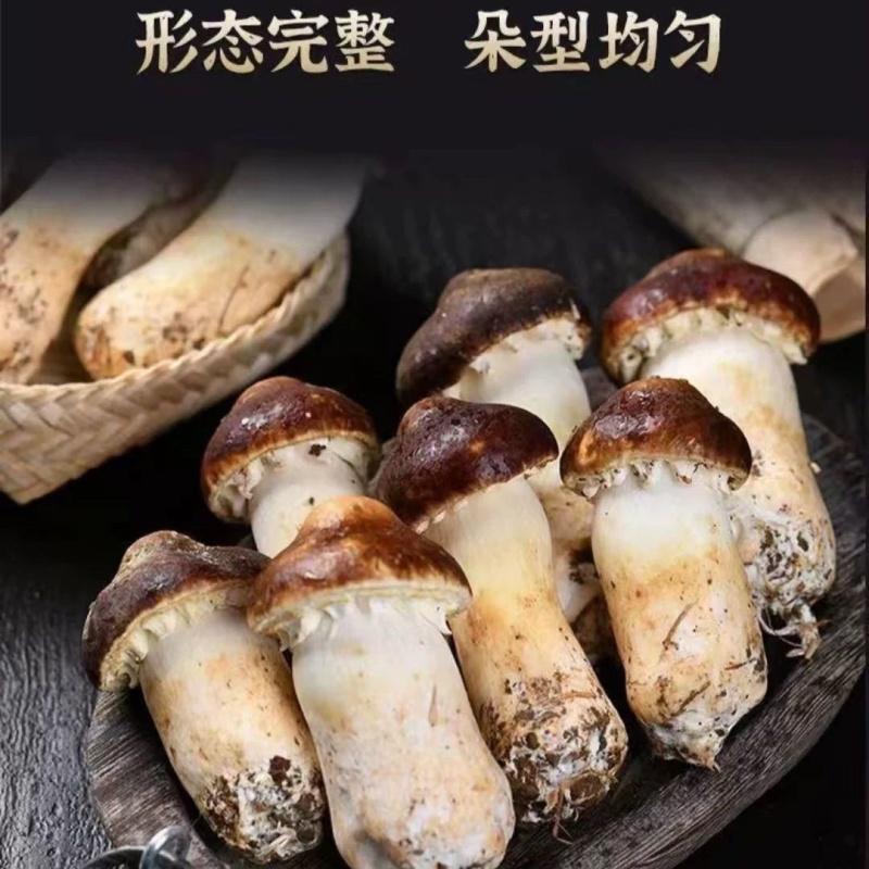 精品赤松茸，品质保证，价格优惠，产地直发，欢迎选购