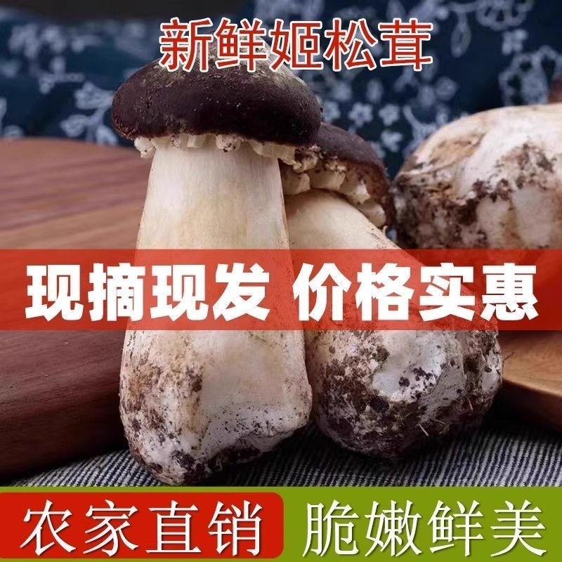 河北赤松茸，实力精选.，品质保证，价格优惠，产地直发