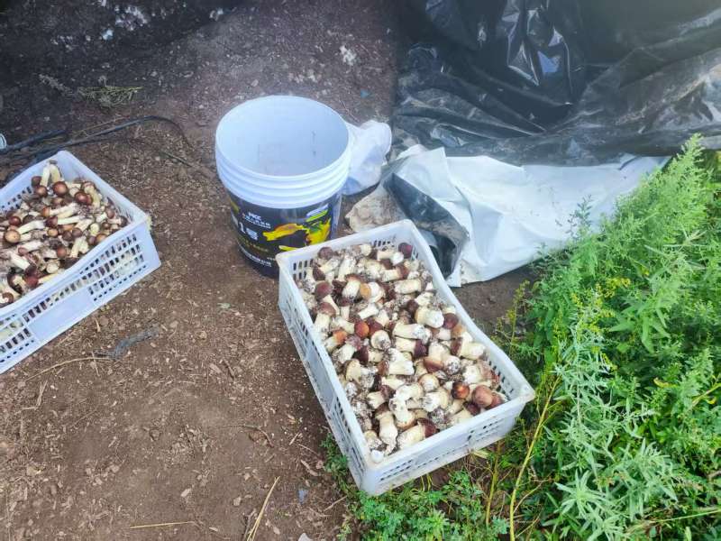 河北赤松茸，实力精选.，品质保证，价格优惠，产地直发