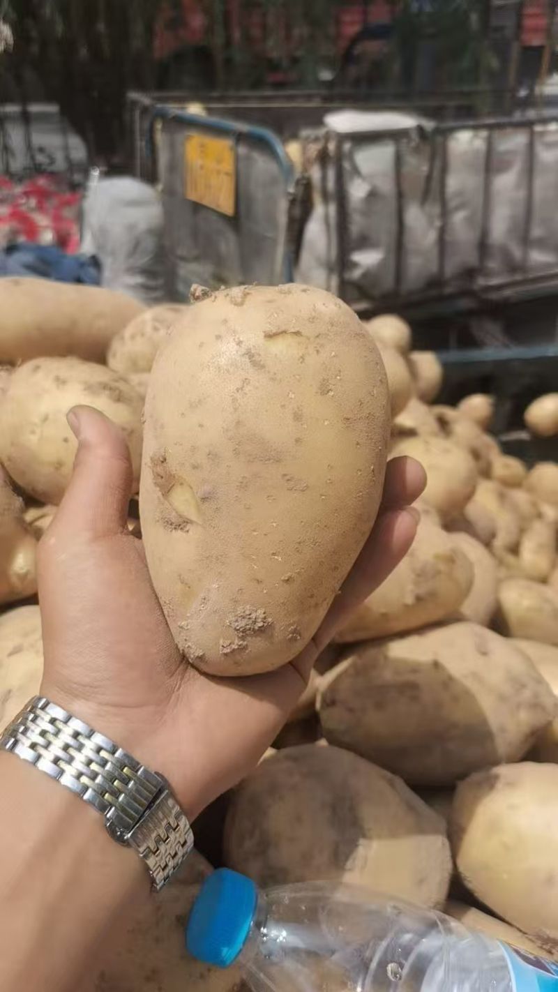 沃土土豆无糠心擦伤机械伤少新货硬度好水分足耐储存干净土少